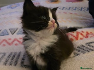 Maine Coon cats Maine Coon X Ragdoll - Advert 3