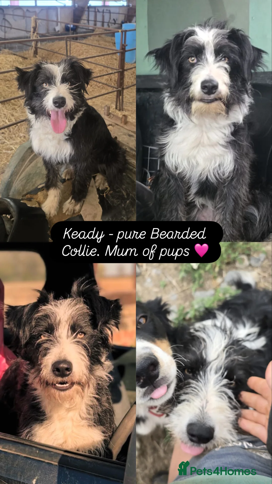 Mixed Breed dogs for sale: Beautiful, Bearded Collie x Border Collie pups.  - Advert 3