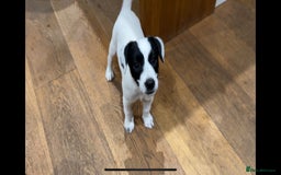 Patterjack dogs for sale:  🐾 Patterdale x Jack Russell Puppies 🐾 - Image 23