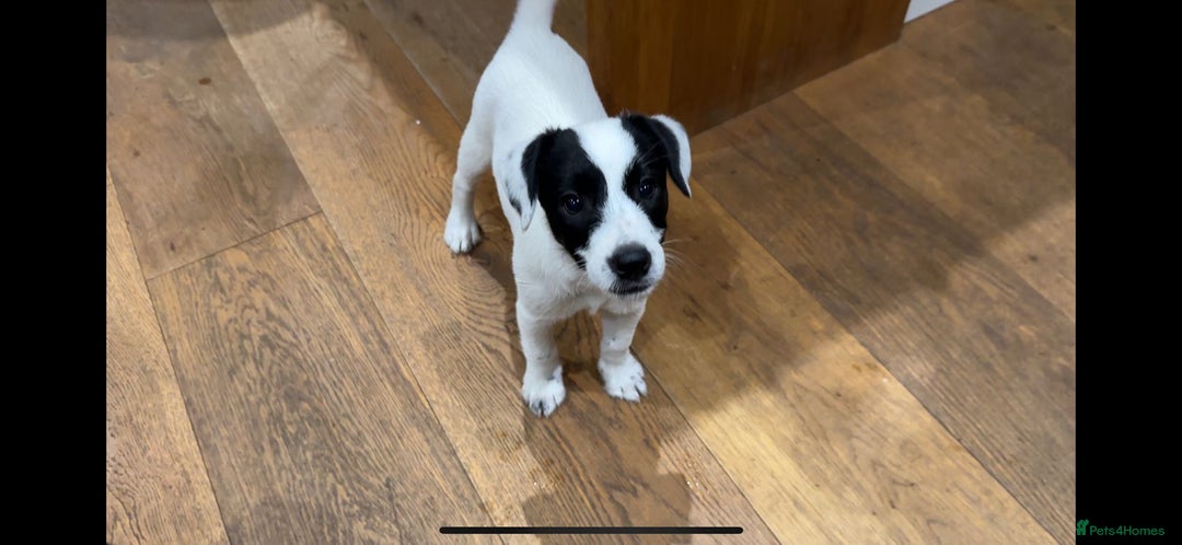 Patterjack dogs for sale:  🐾 Patterdale x Jack Russell Puppies 🐾 - Image 23