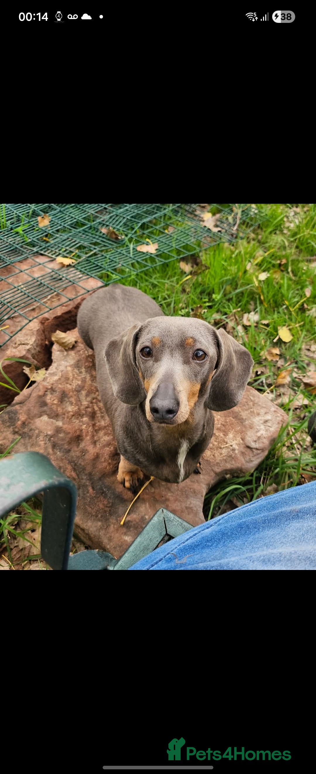 Miniature Dachshund dogs for sale: Kc registers mini smoothaired dachshund puppies - Advert 4
