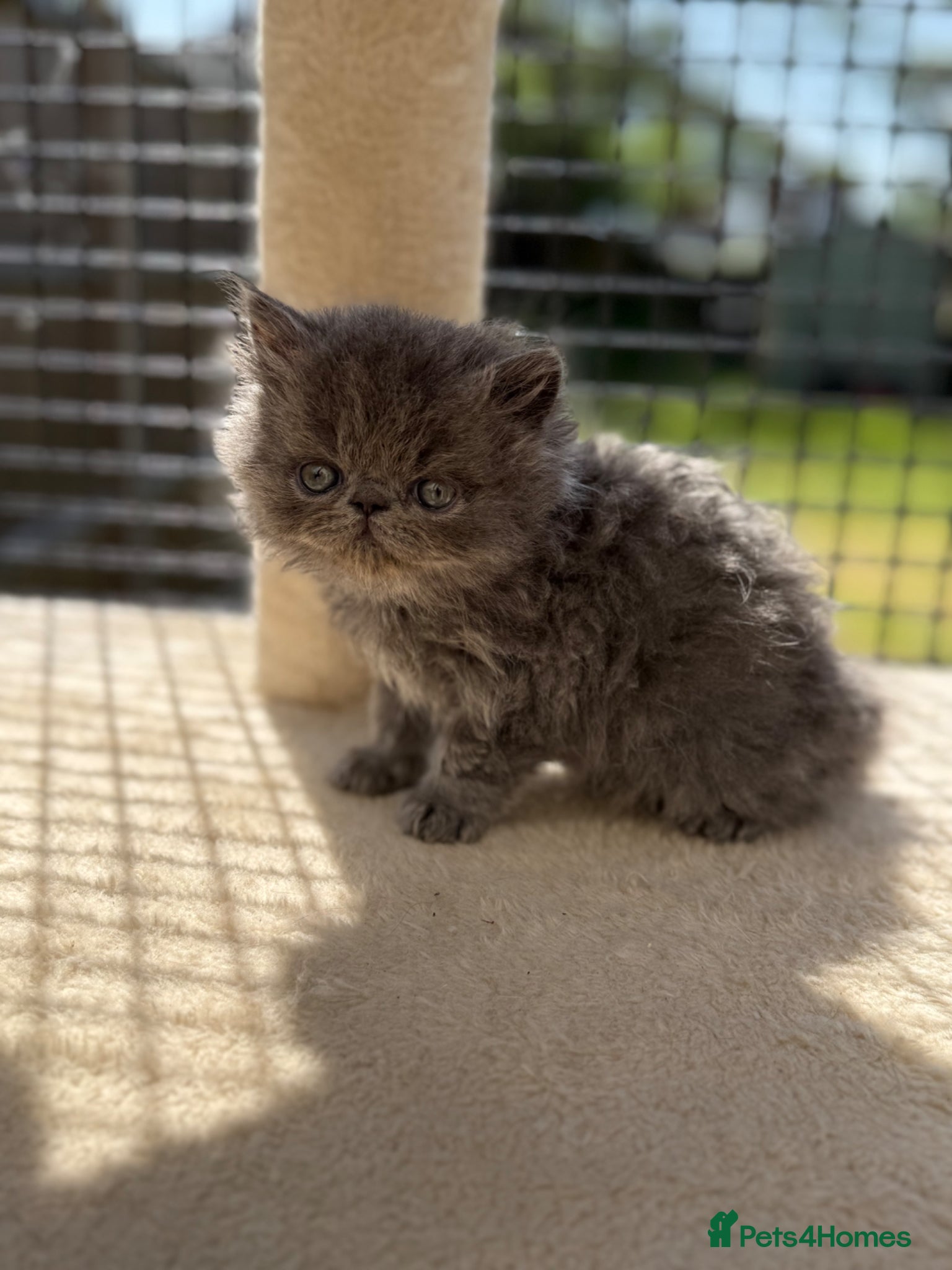 Persian cats GCCF registered Persian kittens  - Advert 10