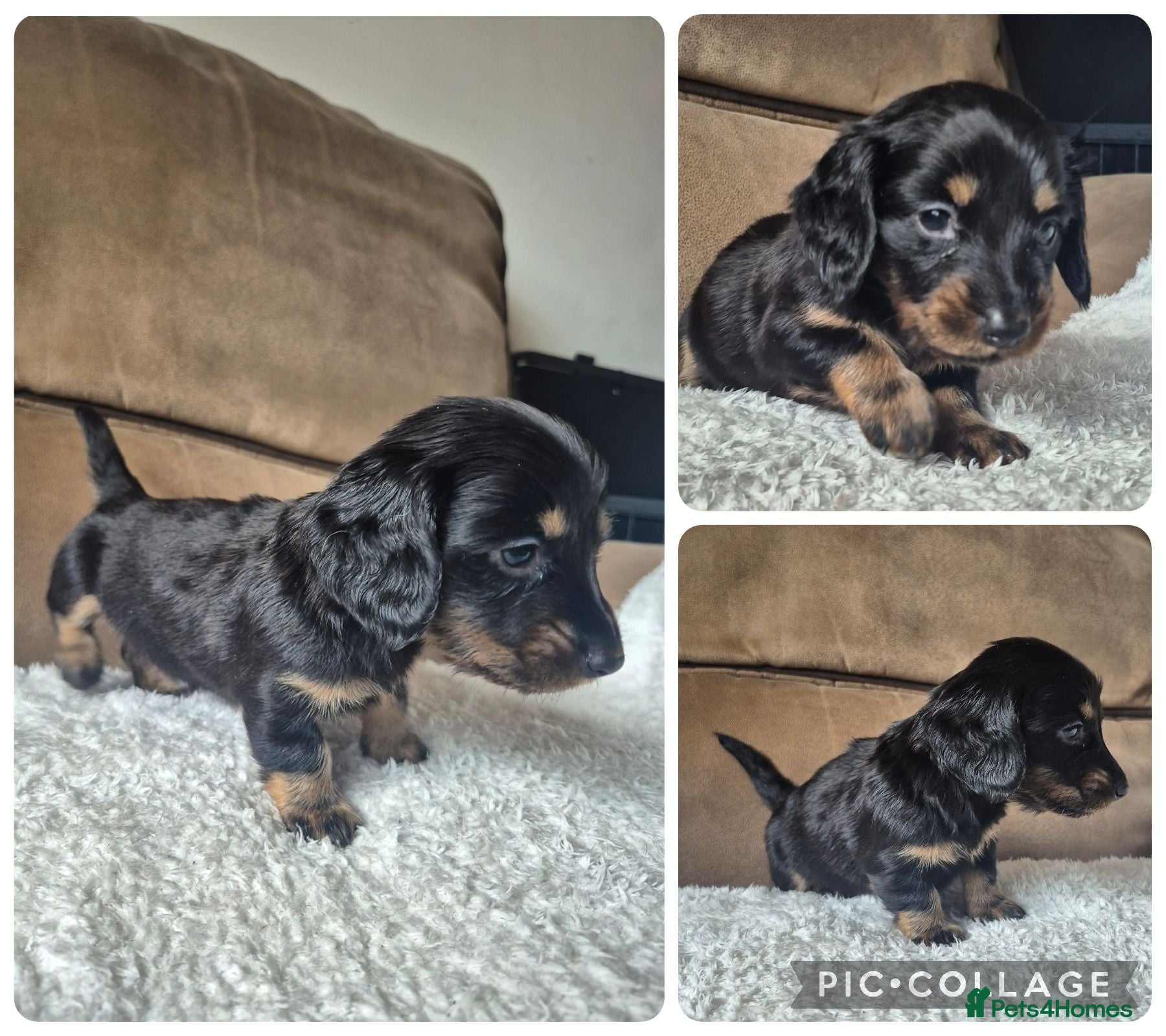 Miniature Dachshund dogs LONG HAIR PRA CLEAR MINIATURE DACHSHUND GIRL - Advert 5