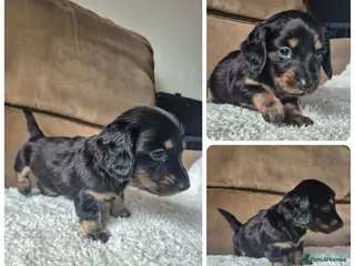 Miniature Dachshund dogs LONG HAIR PRA CLEAR MINIATURE DACHSHUND GIRL - Advert 5