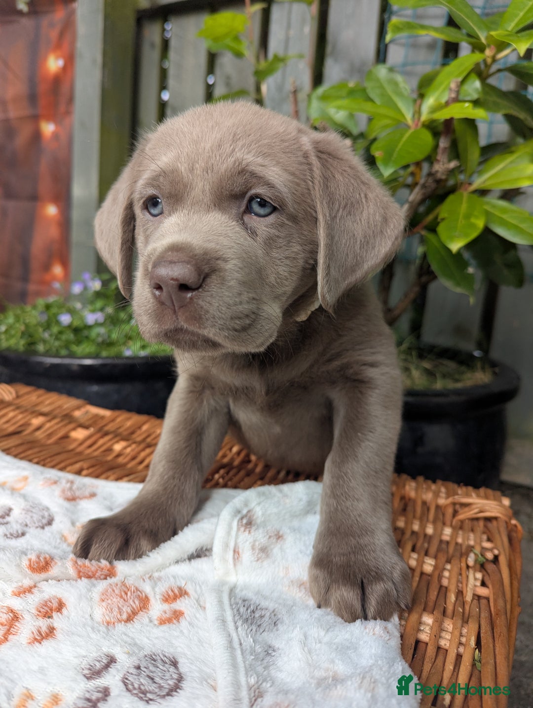 Labrador Retriever dogs for sale: KC Silver Labradors  - Image 22