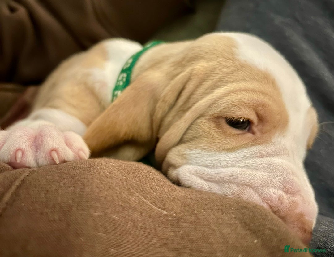 Bracco Italiano dogs for sale: Beautiful Bracco Pupoies - Image 5