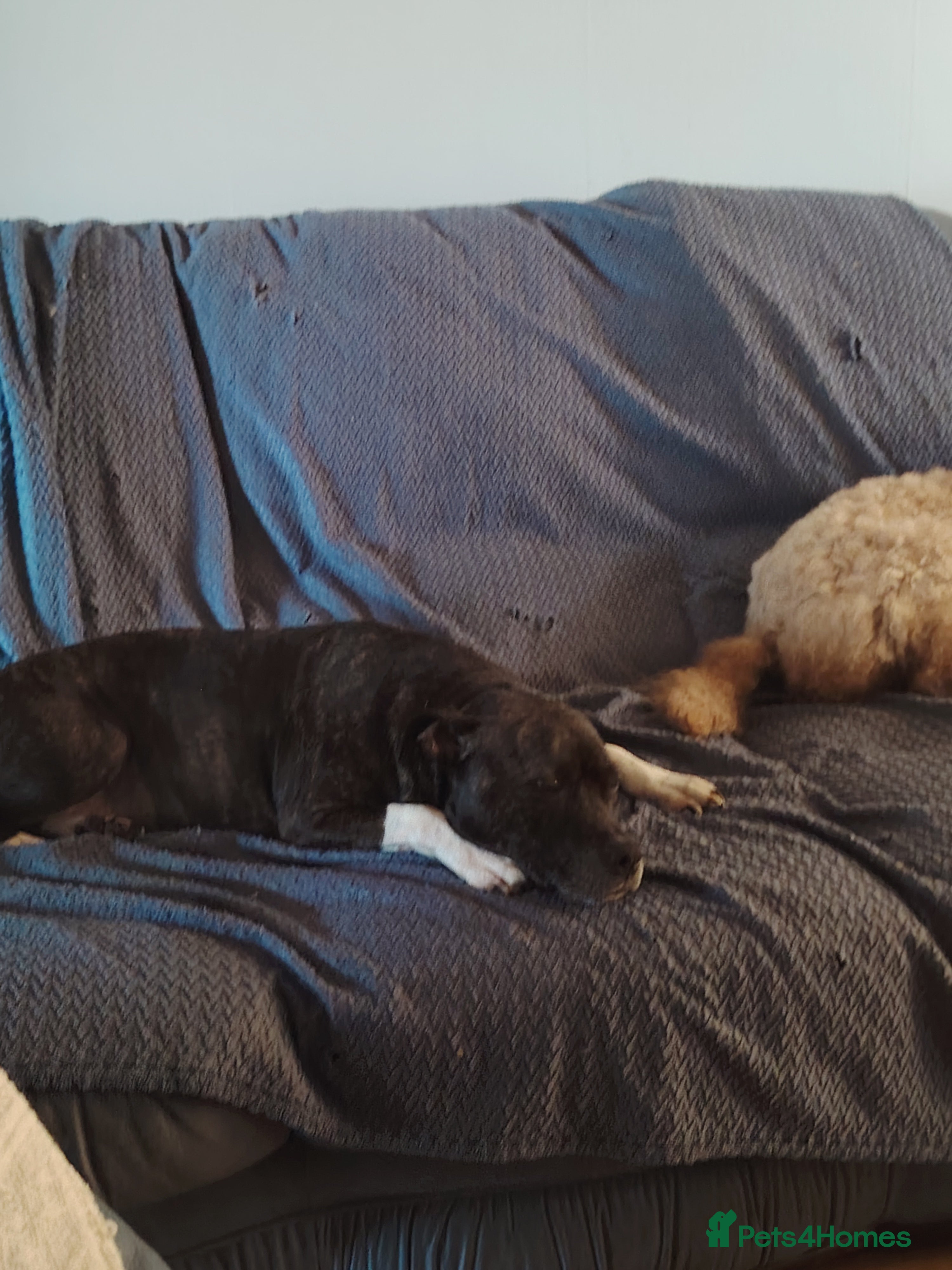 Mixed Breed dogs Lovely staffypoo pups  - Advert 6