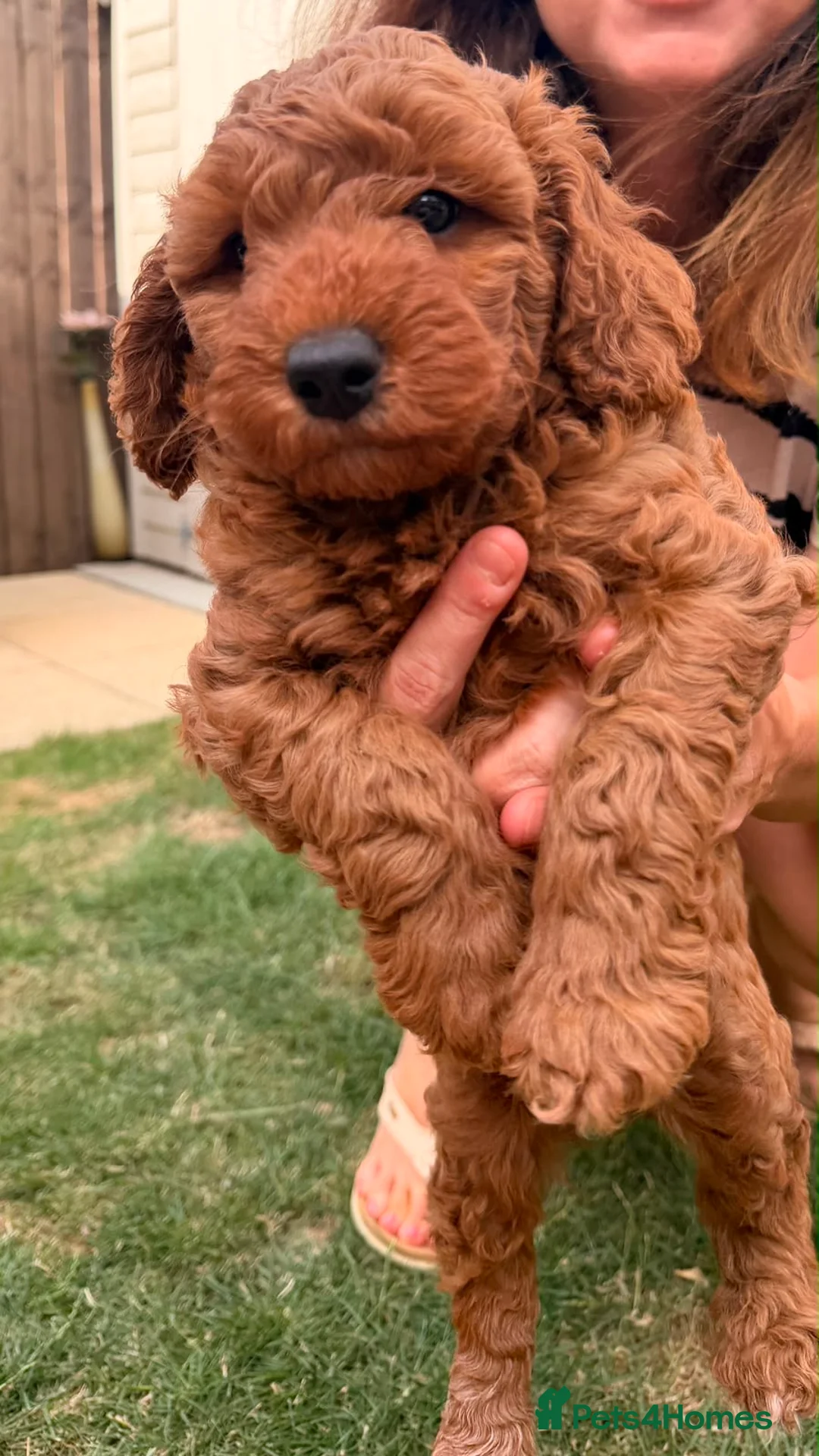 Cockapoo dogs for sale: 1 beautiful boy left  - Advert 1