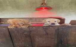 Labrador Retriever dogs for sale: Gorgeous Labrador puppies for sale - Image 2