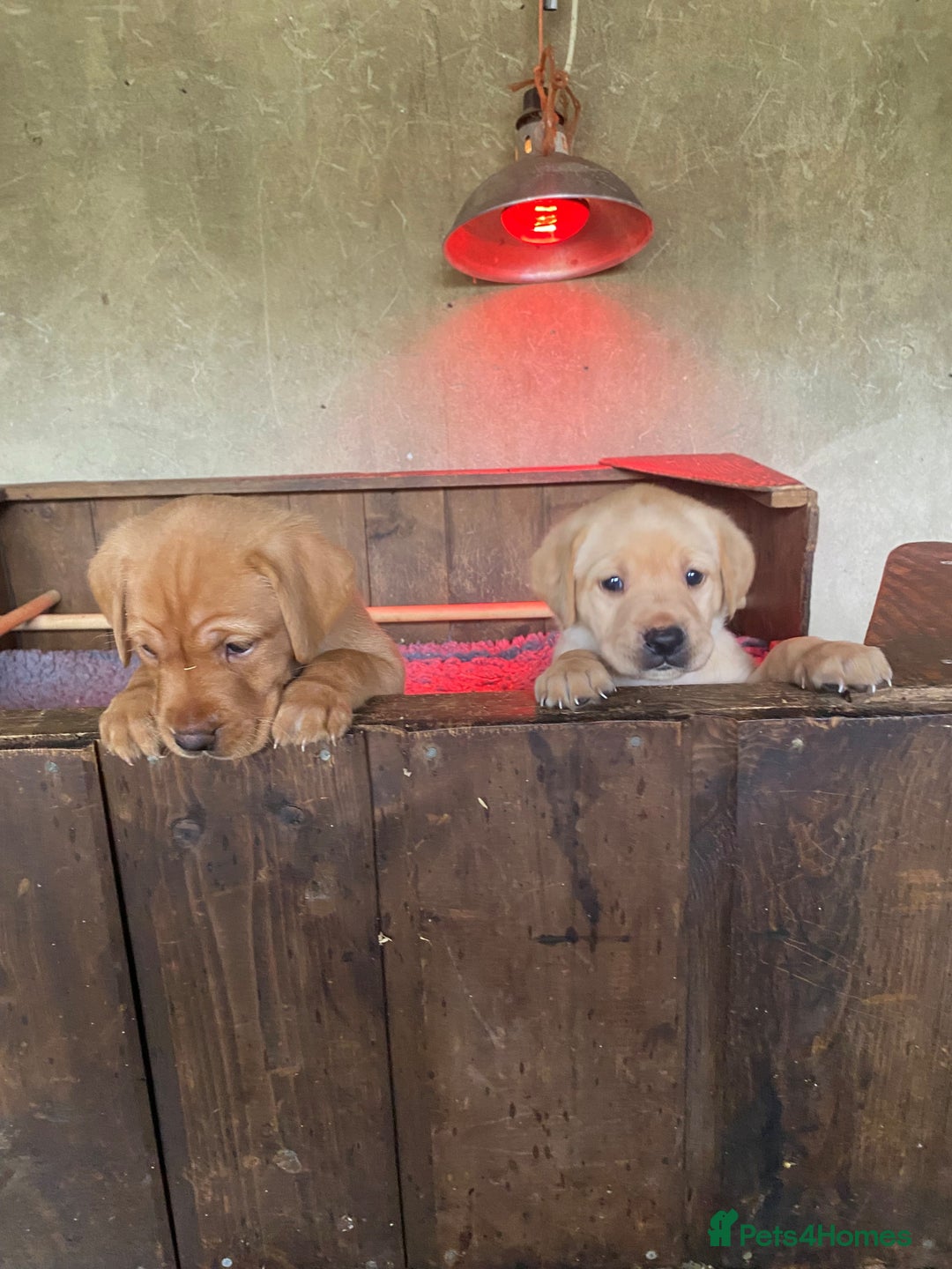 Labrador Retriever dogs for sale: Gorgeous Labrador puppies for sale - Image 2