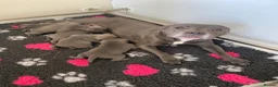 Staffordshire Bull Terrier dogs for sale: World renowned Samtan Blue Dozer Pups  - Advert 2