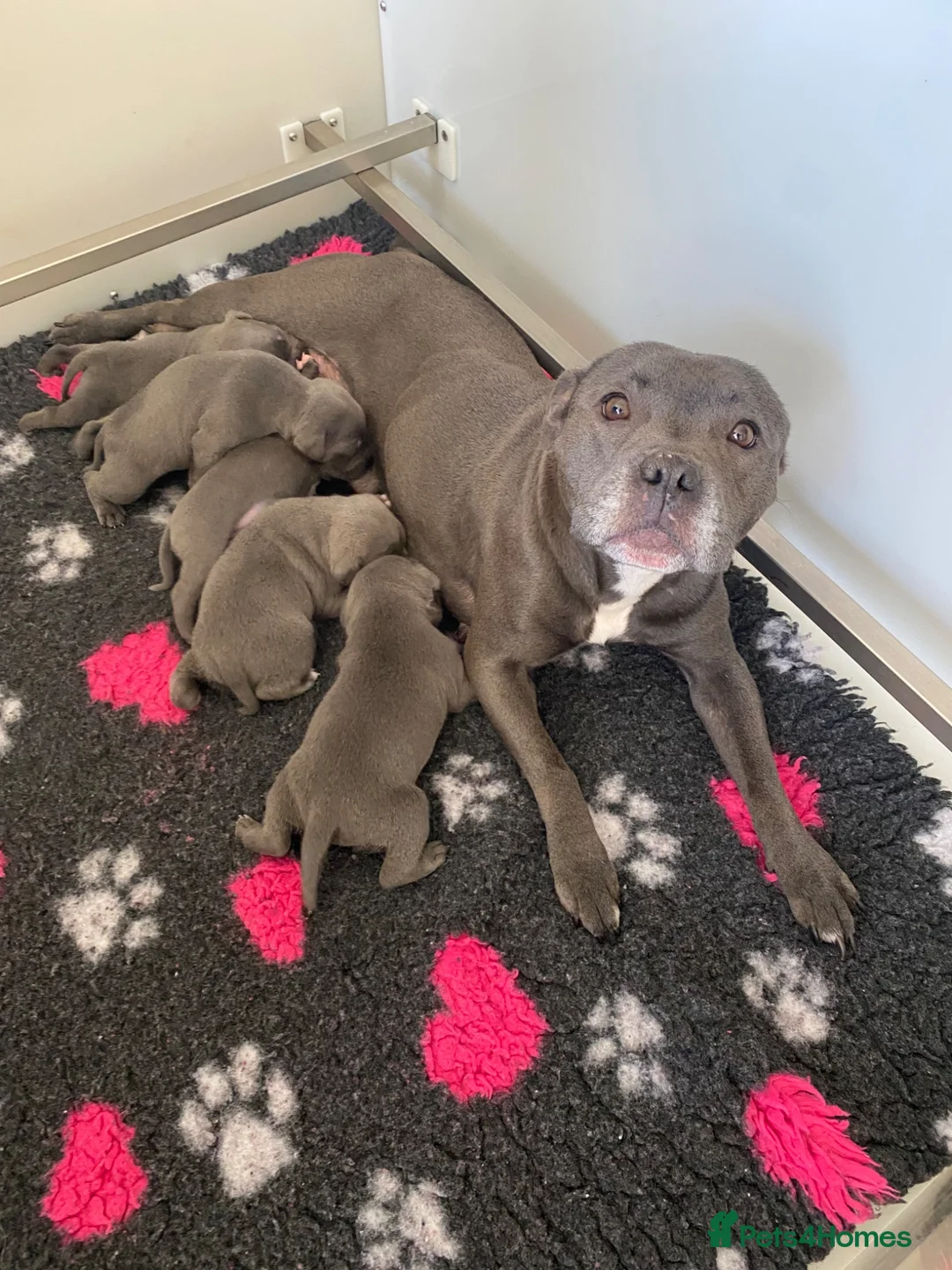 Staffordshire Bull Terrier dogs for sale: World renowned Samtan Blue Dozer Pups  - Advert 2