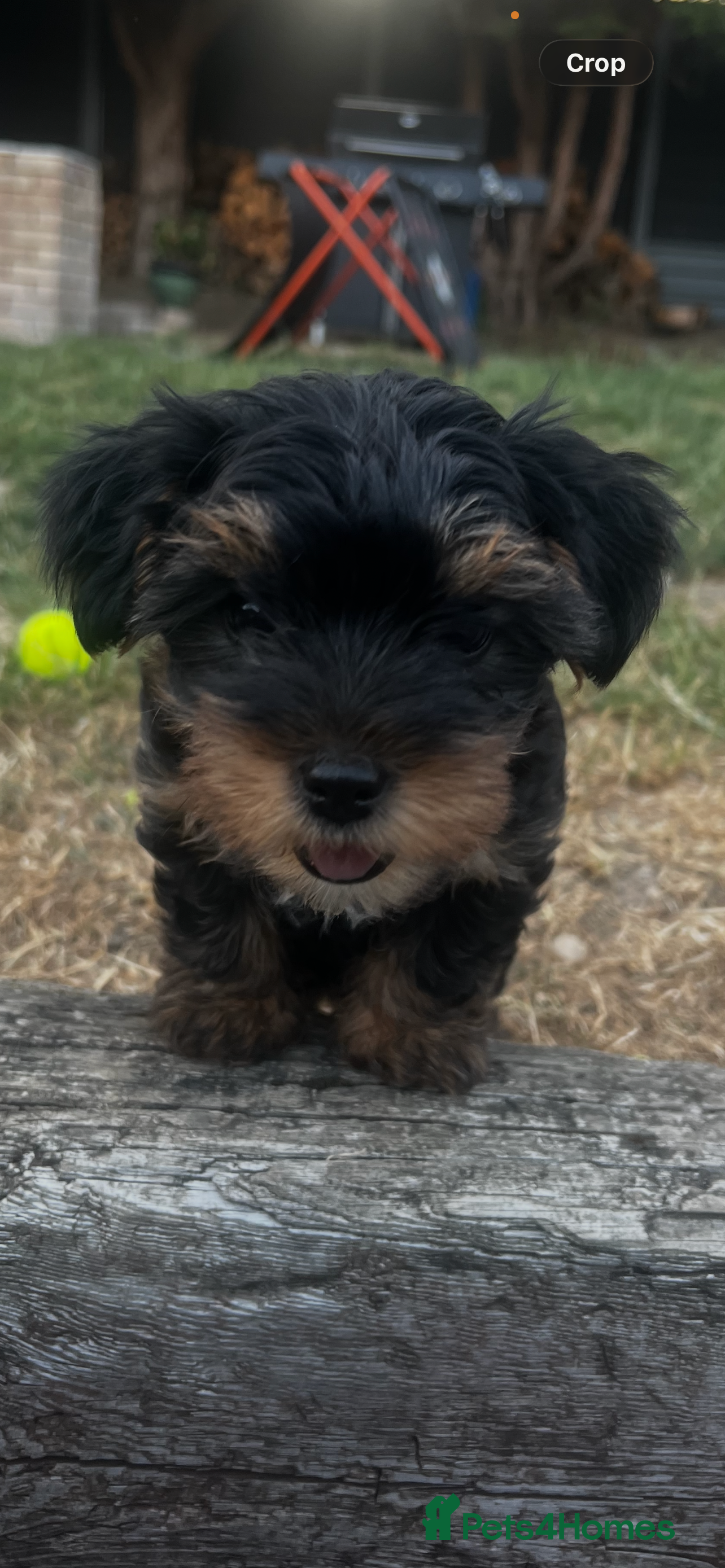 Yorkshire Terrier dogs Beautiful baby girl  - Advert 2