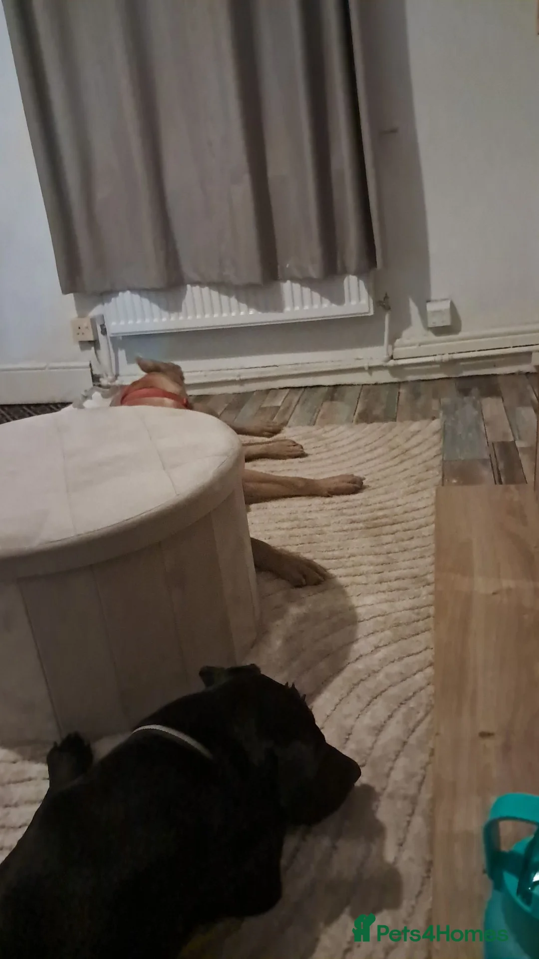 Mixed Breed dogs for sale: Rebel - Advert 5