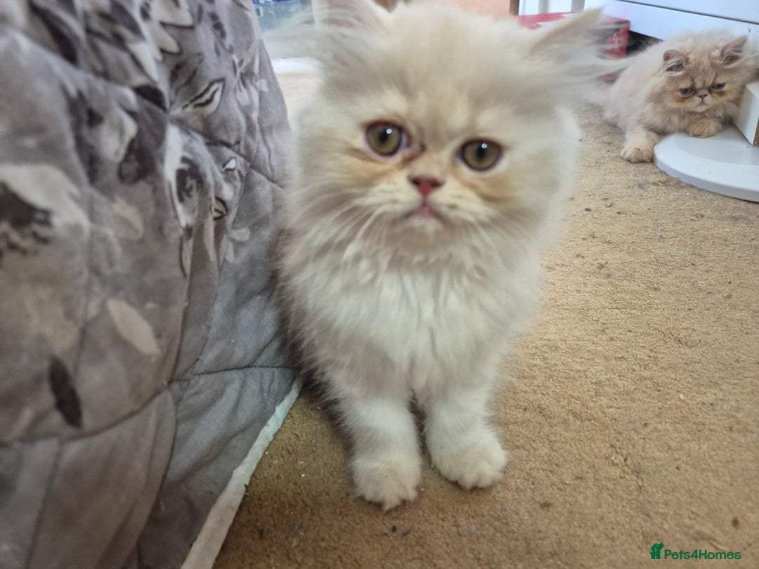Persian cats for sale: Adorable Female Chinchilla Persian - ready now - Image 28