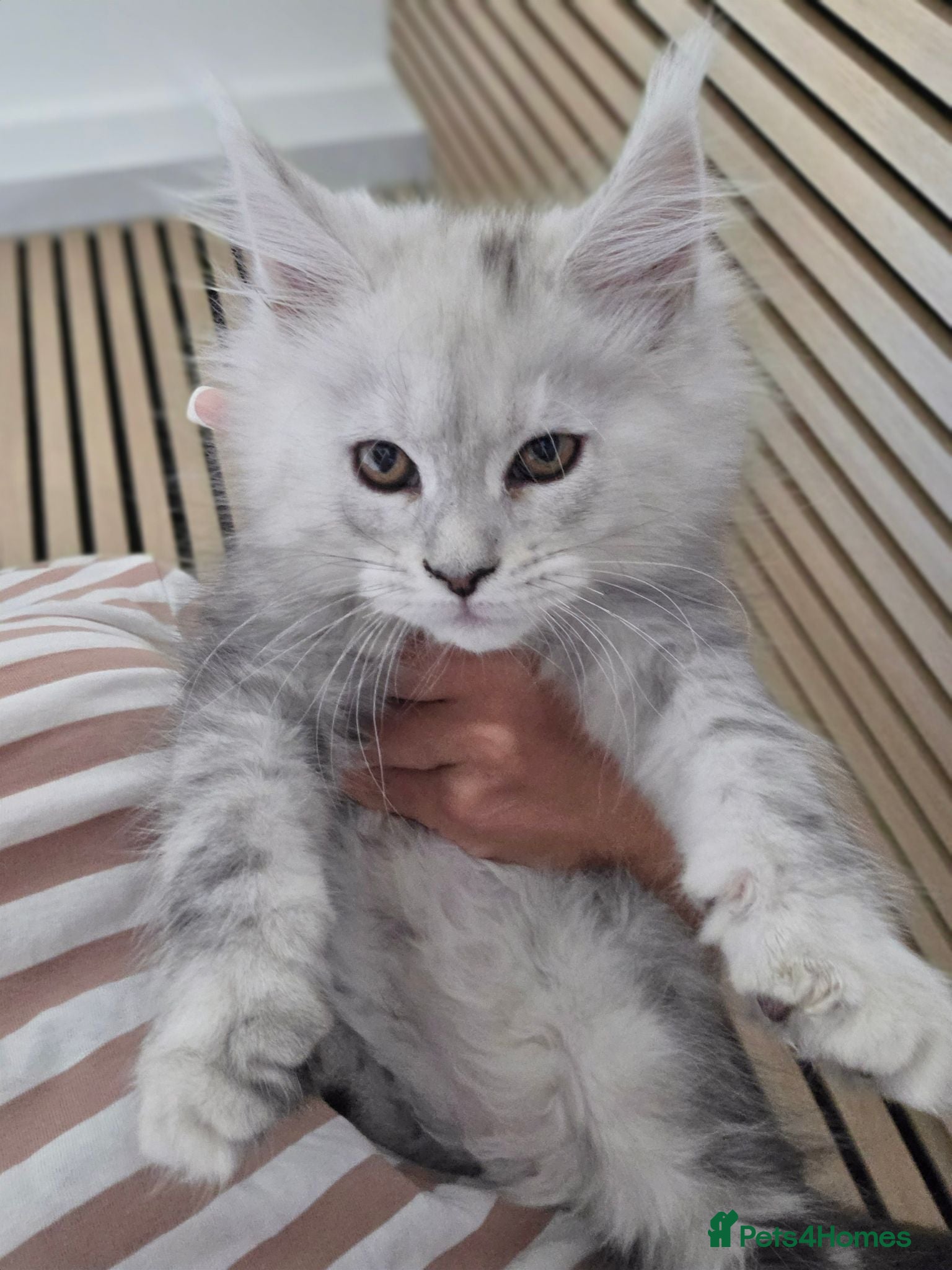 Maine Coon cats 🐾 Maine Coon Kittens Looking for Loving Homes 🐾 - Advert 2