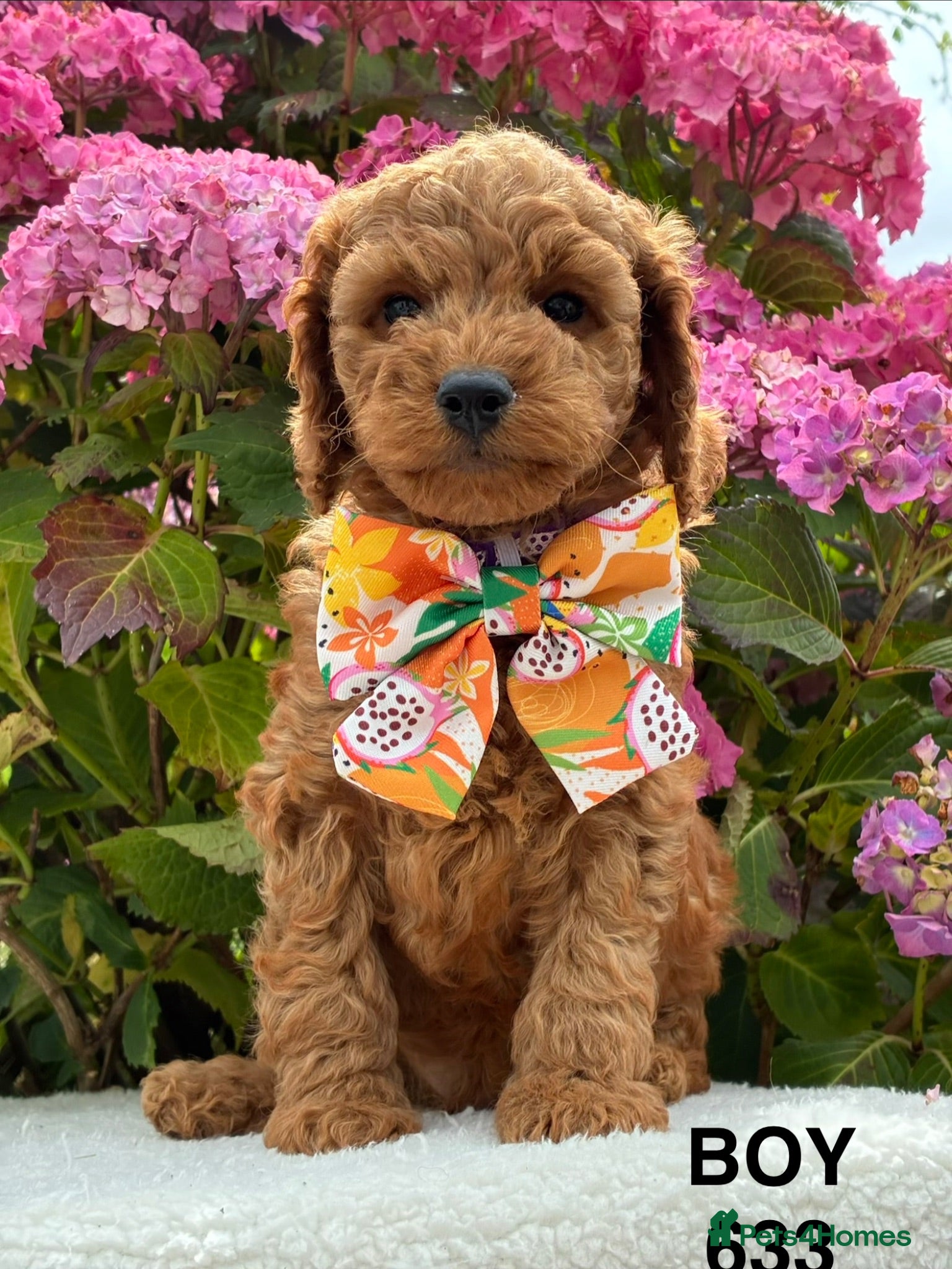 Cockapoo dogs F1b Cockapoo Puppies Available  - Advert 2