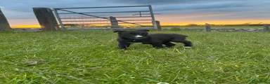 Border Collie 1