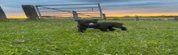 Border Collie dogs for sale: Adorable Sheepdog Pups Working Lines/Family Raised - Advert 9