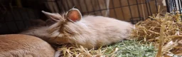 Lionhead rabbits for sale: Purebred double maned super fluffy lionhead girls - Advert 20