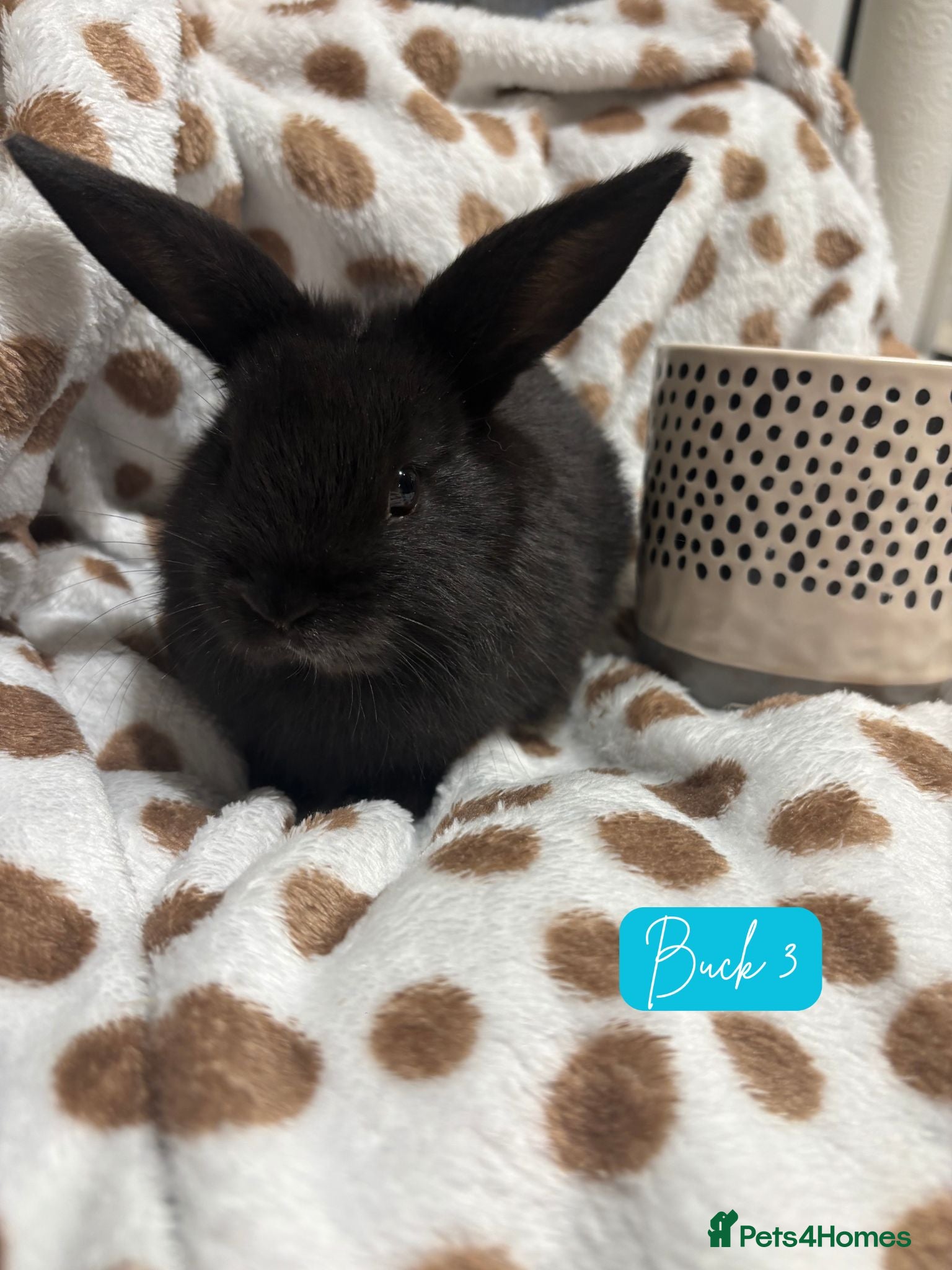 Mini Lop rabbits Only buck number 3 left - 4 baby mini lops 💙🩵 - Advert 10