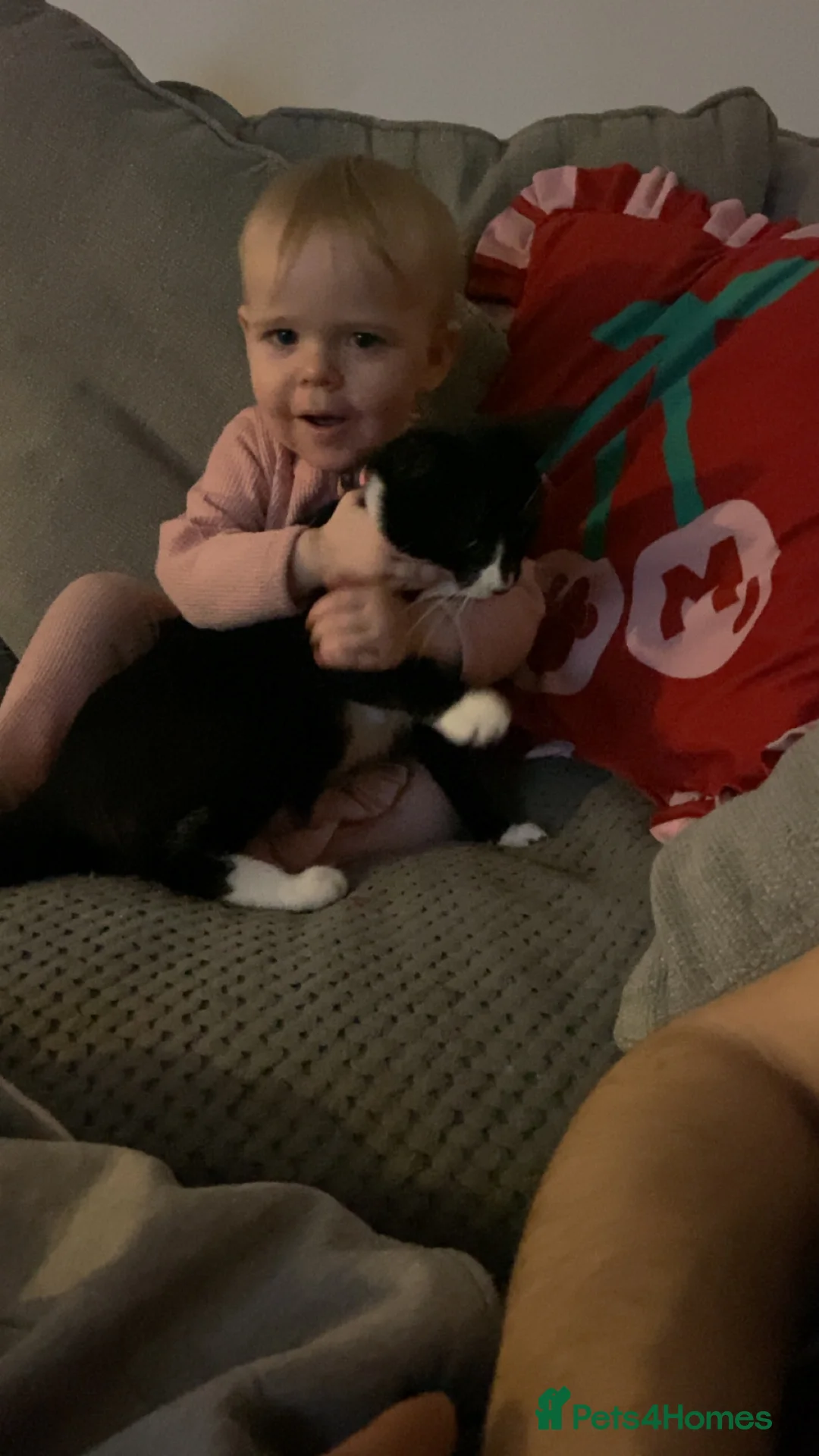 Mixed Breed cats for sale: Beautiful female cat - Advert 2