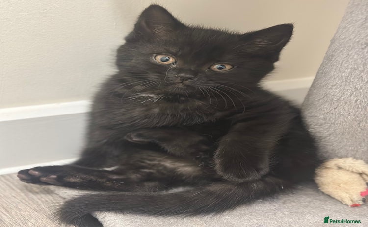 British Shorthair cats British Shorthair Kittens with rare colouring - Advert 16