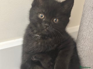 British Shorthair cats British Shorthair Kittens with rare colouring - Advert 8