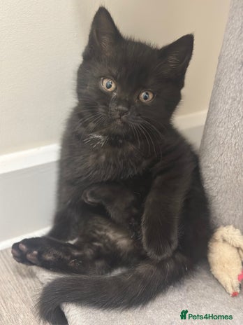 British Shorthair cats British Shorthair Kittens with rare colouring - Advert 16