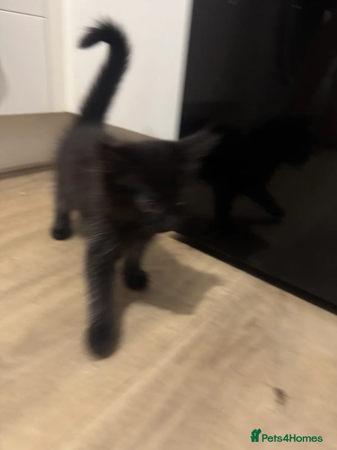 Norwegian Forest Cat cats for sale: 3 kittens - Advert 14