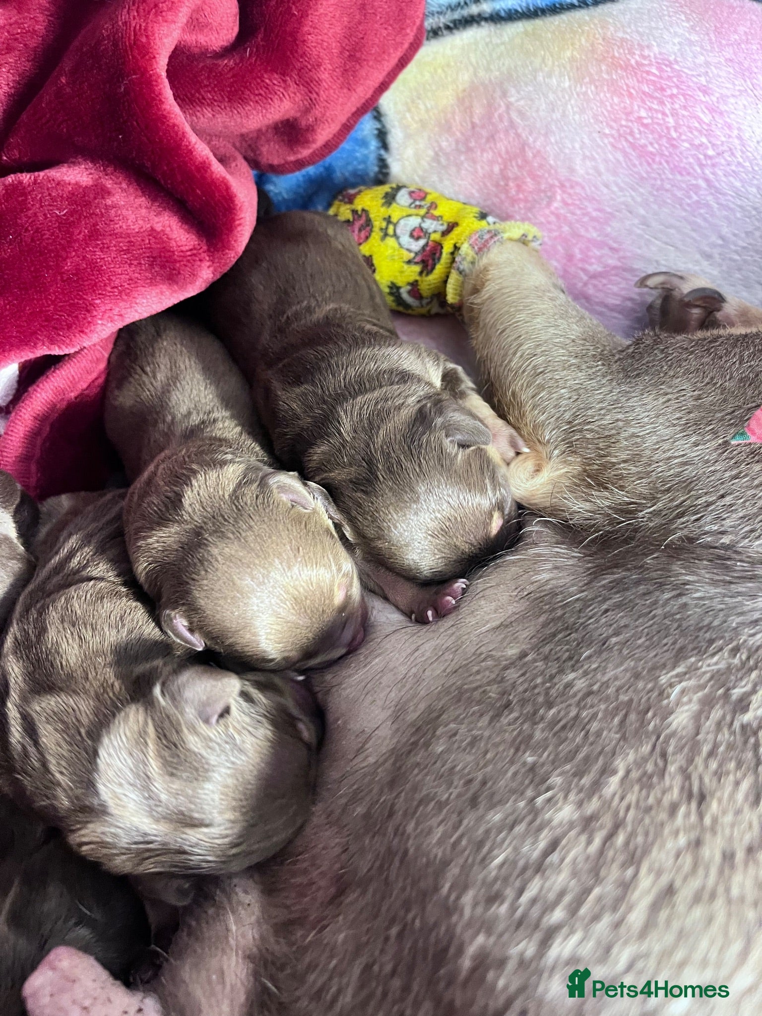 Mixed Breed dogs 7 Beautiful French wiener pups  - Advert 1