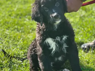 Bernese Mountain Dog dogs Wonderful litter of Golden Mountain Dogs - Advert 4