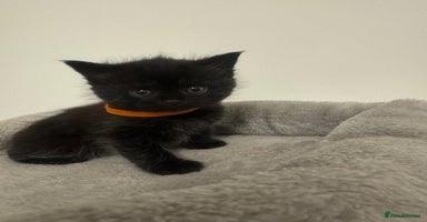 British Shorthair cats - Advert 9