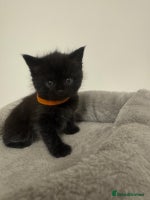 British Shorthair cats - Advert 9