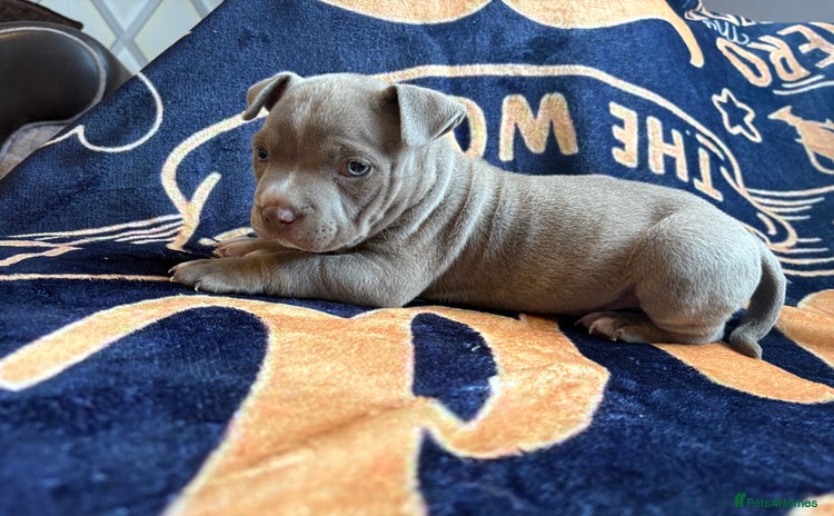 American Bully dogs - Advert 1