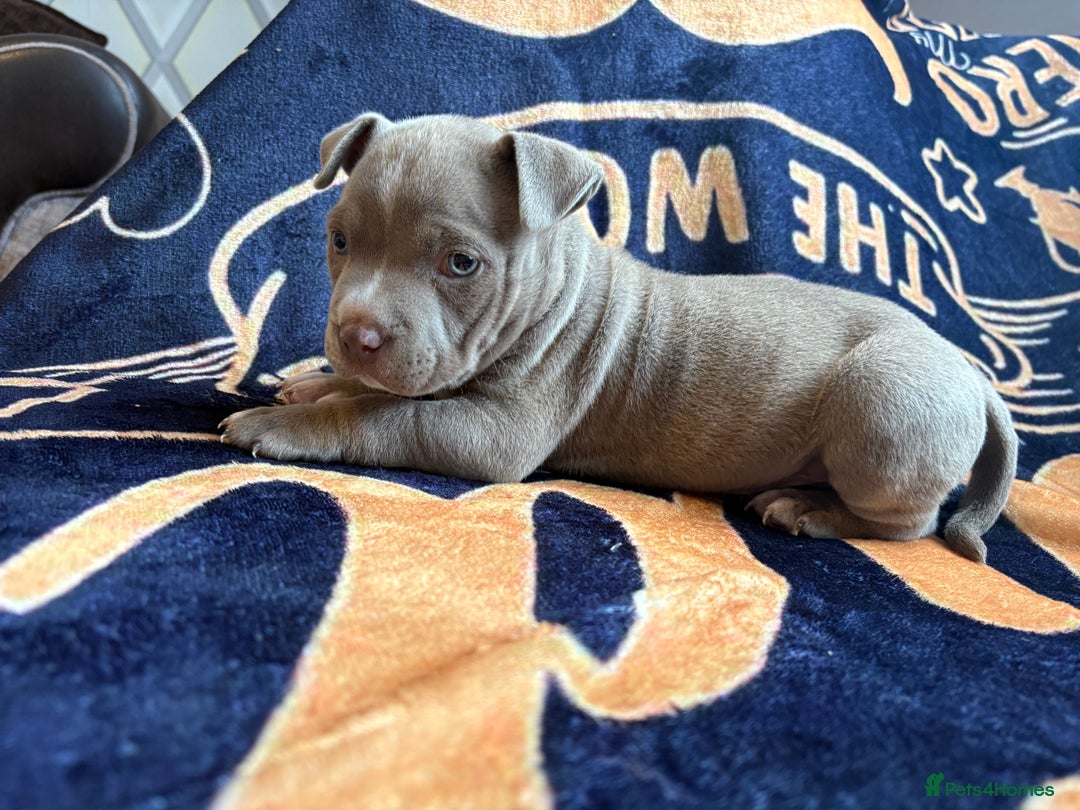 American Bully dogs for sale: American pocket bully  - Image 1