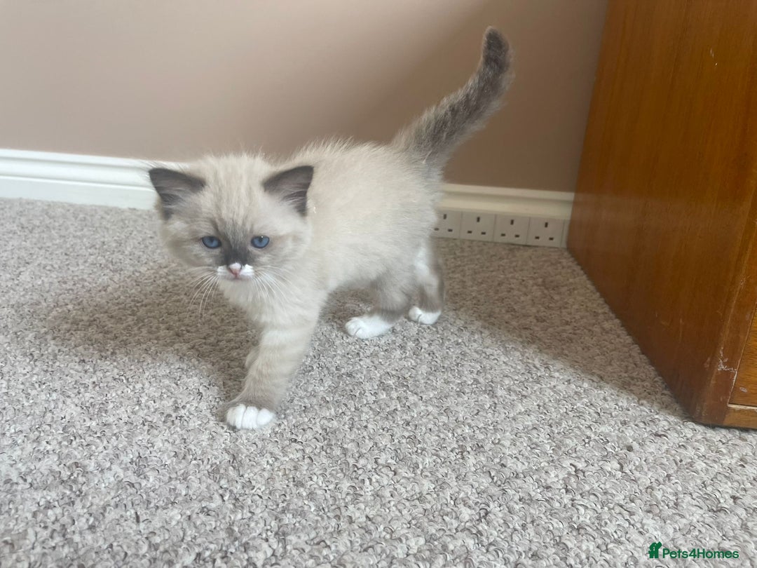 Ragdoll cats for sale: Four beautiful Ragdoll kittens available 🐾 - Image 4
