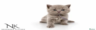 ERZA - LILAC (F) BSH