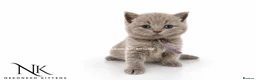 British Shorthair cats for sale: 10 Week old GCCF REG BSH KITTENS  - Advert 26