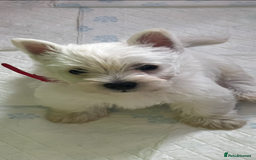West Highland Terrier dogs for sale: Westie puppies available  - Image 24