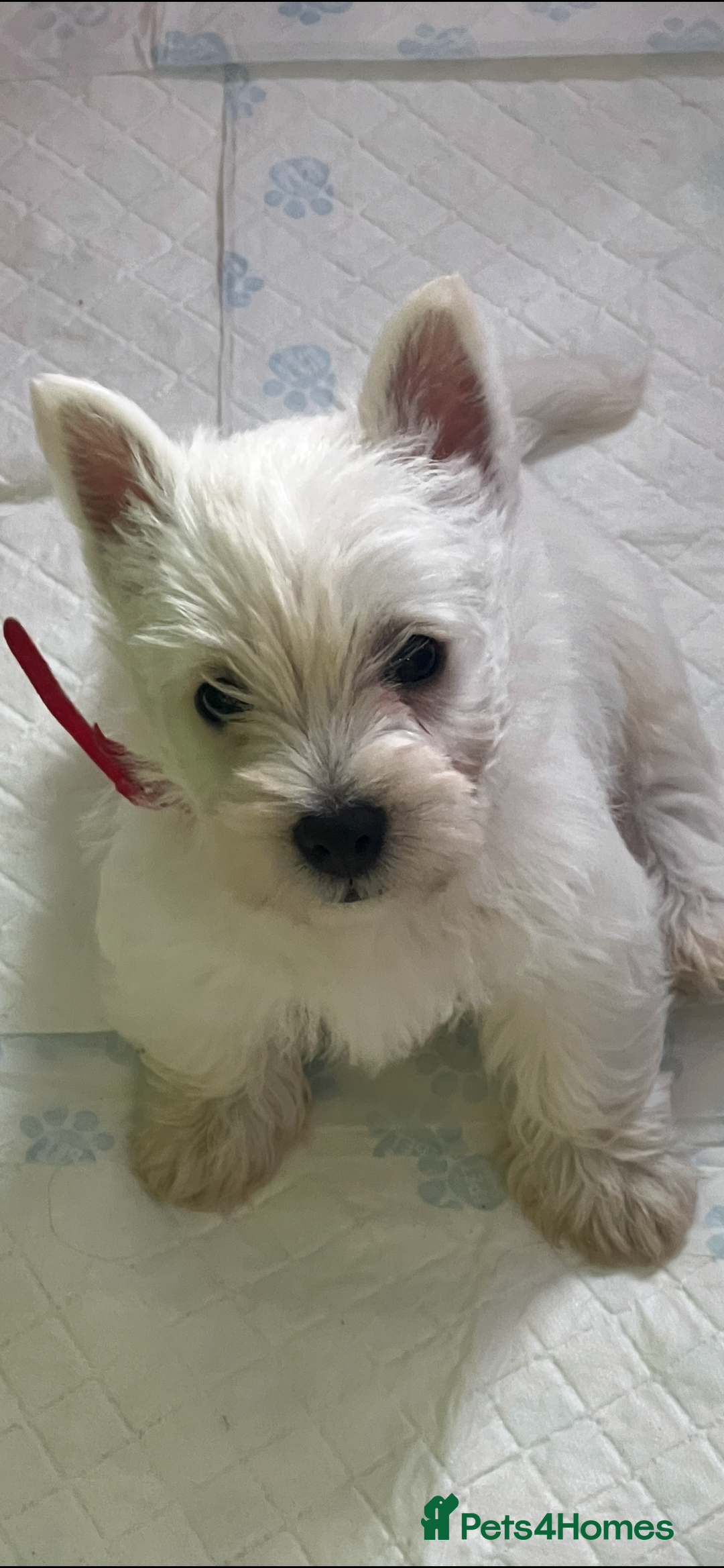 West Highland Terrier dogs for sale: Westie puppies available  - Image 24