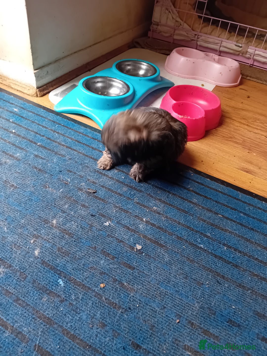 Shih Tzu dogs for sale: 6 Shih tzu puppies for sale - Image 9