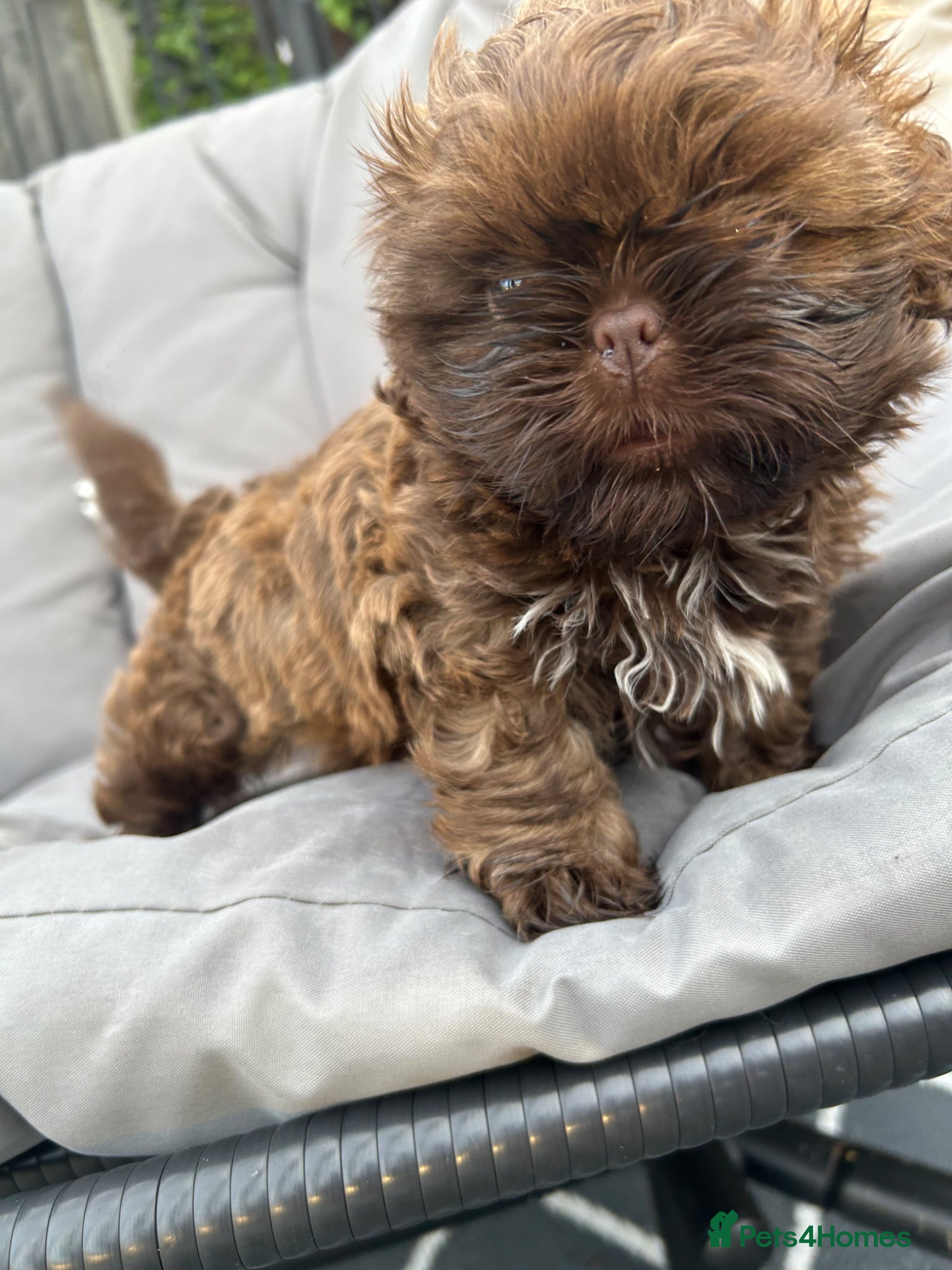 Shih Tzu dogs Beautiful KC Karashishi/Sweet Tooth chocolate boy - Advert 1