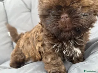 Shih Tzu dogs Beautiful KC Karashishi/Sweet Tooth chocolate boy - Advert 1