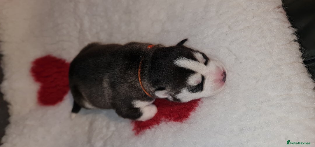 Siberian Husky dogs for sale: Ready now Siberian husky puppies  - Advert 9