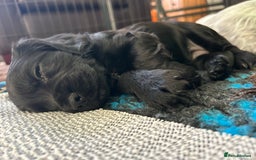 Cocker Spaniel dogs for sale: Working Cocker Spaniel Puppies - Advert 4