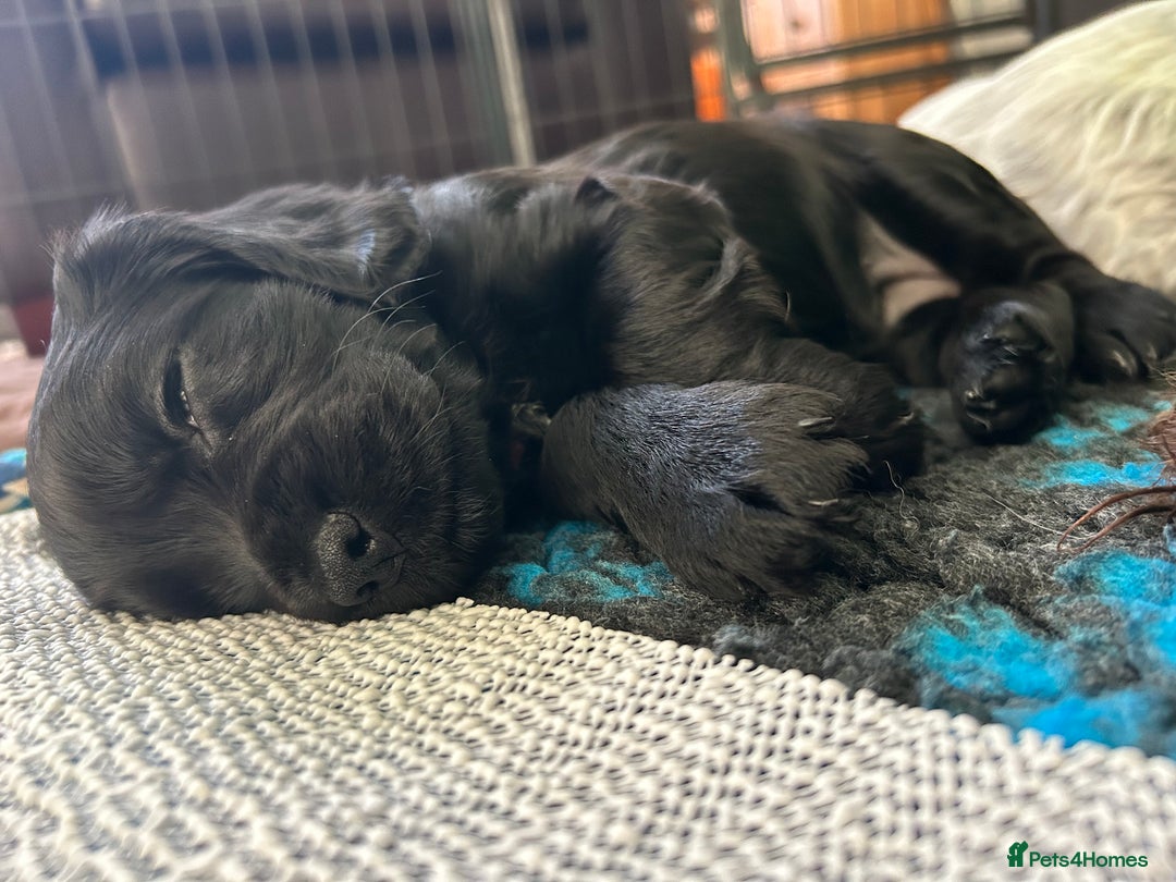 Cocker Spaniel dogs for sale: Working Cocker Spaniel Puppies - Advert 4