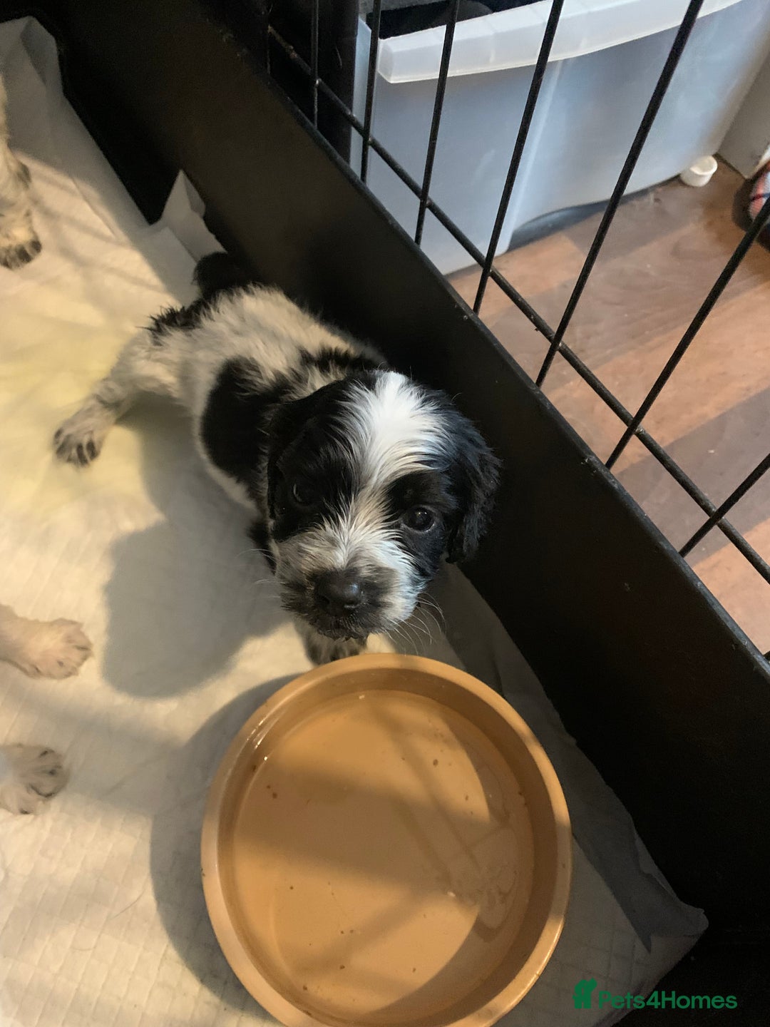 Cocker Spaniel dogs for sale: Beautiful cocker spaniels  - Image 3