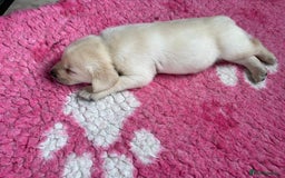 Labrador Retriever dogs for sale: Beautiful Labrador Puppies - Image 11