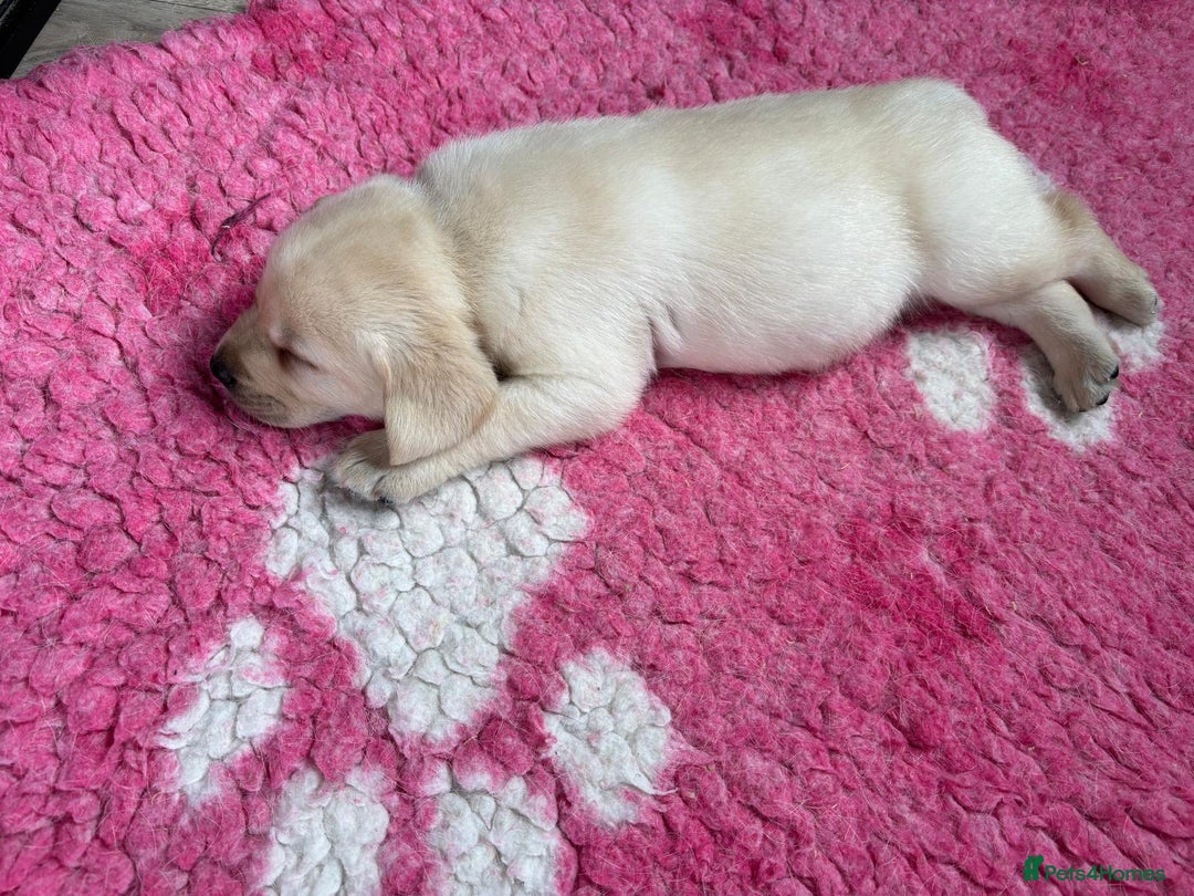 Labrador Retriever dogs for sale: Beautiful Labrador Puppies - Image 11